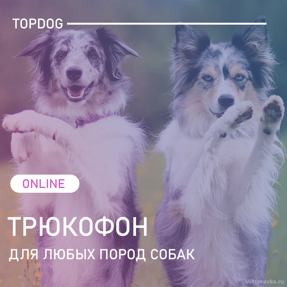 Центр дрессировки и зоогостиница Top dog | Телефон +7 (909) 181-94-31 |  Отзывы на VetSpravka.ru